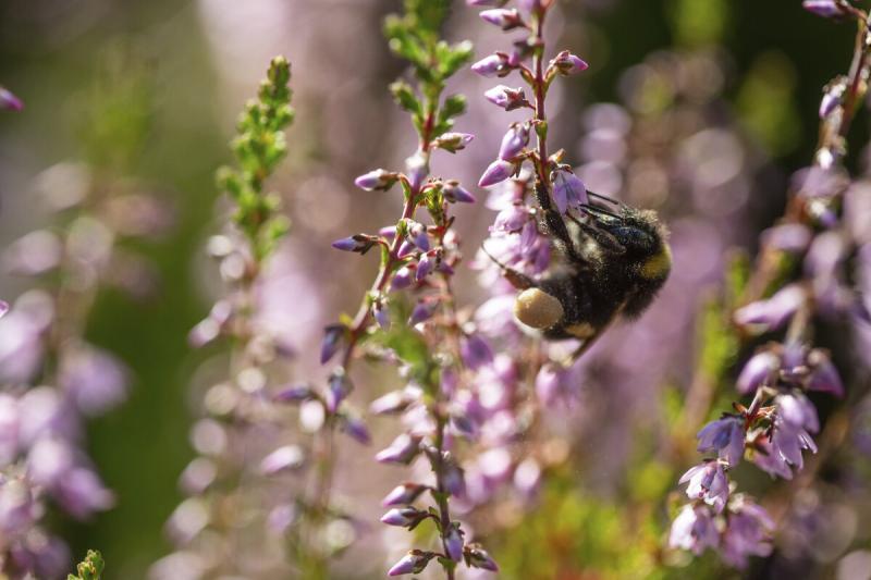 A white-tailed bumblebee and heather flowers.